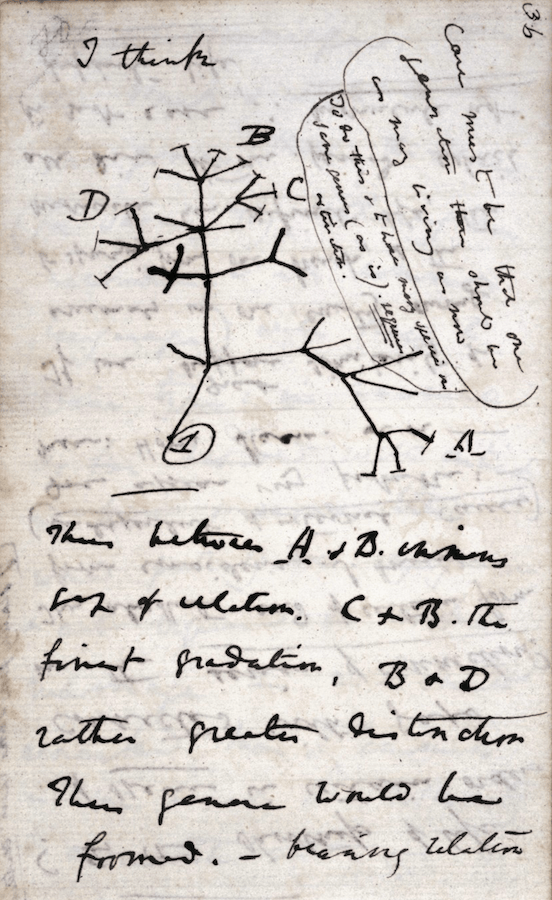 Page 36 of Darwin's Notebook B: [Transmutation of species (1837-1838)]. 'commenced. . . July 1837' from Darwin Online