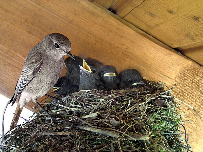 Birds feeding